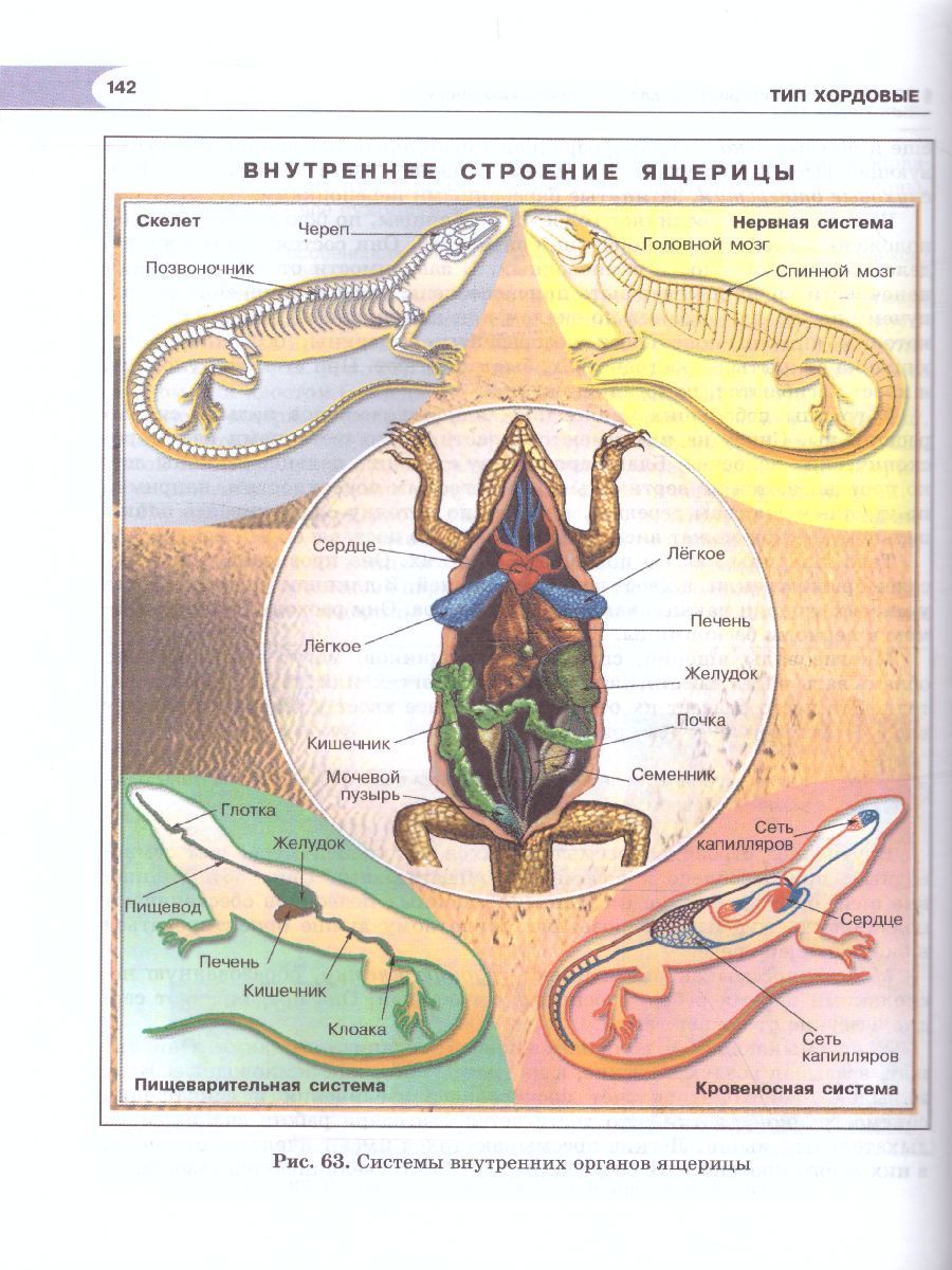 Внутреннее строение ящерицы рисунок