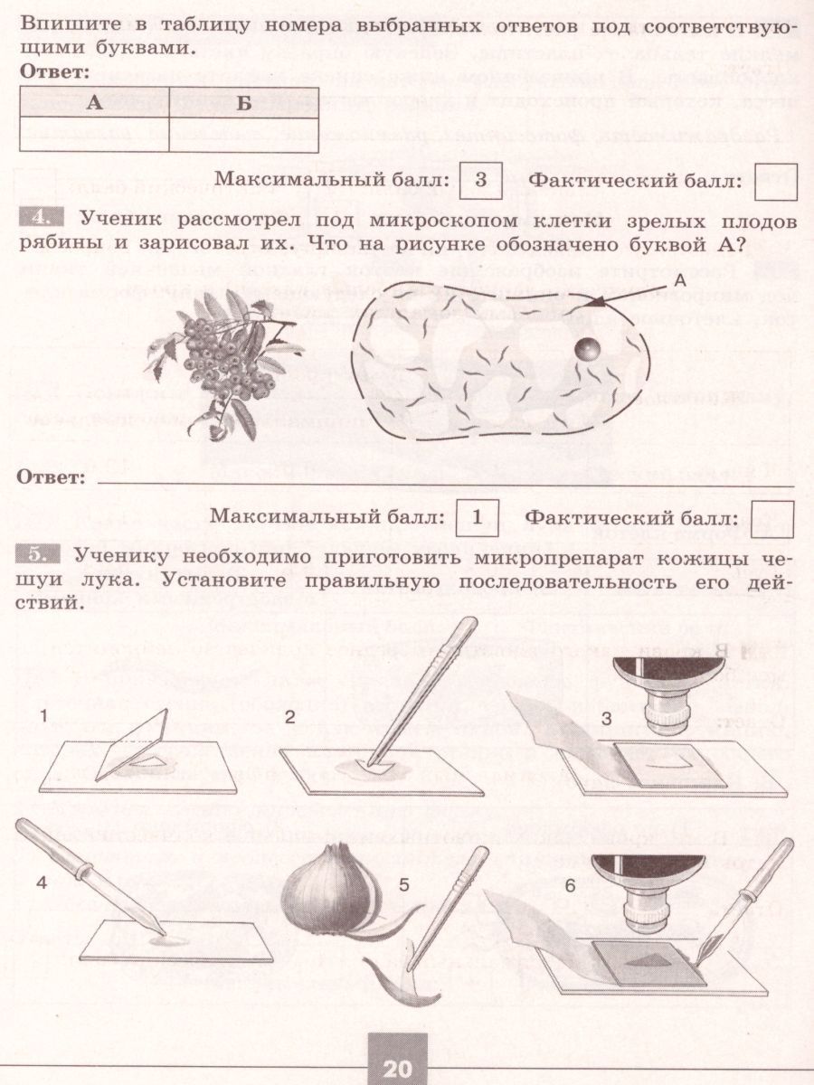 Решувпр ру 5 класс биология. ВПР по биологии 5 классы. ВПР 5 класс. ВПР биология 5 класс. ВПР по биологии 5 класс 2023 год 5 класс.