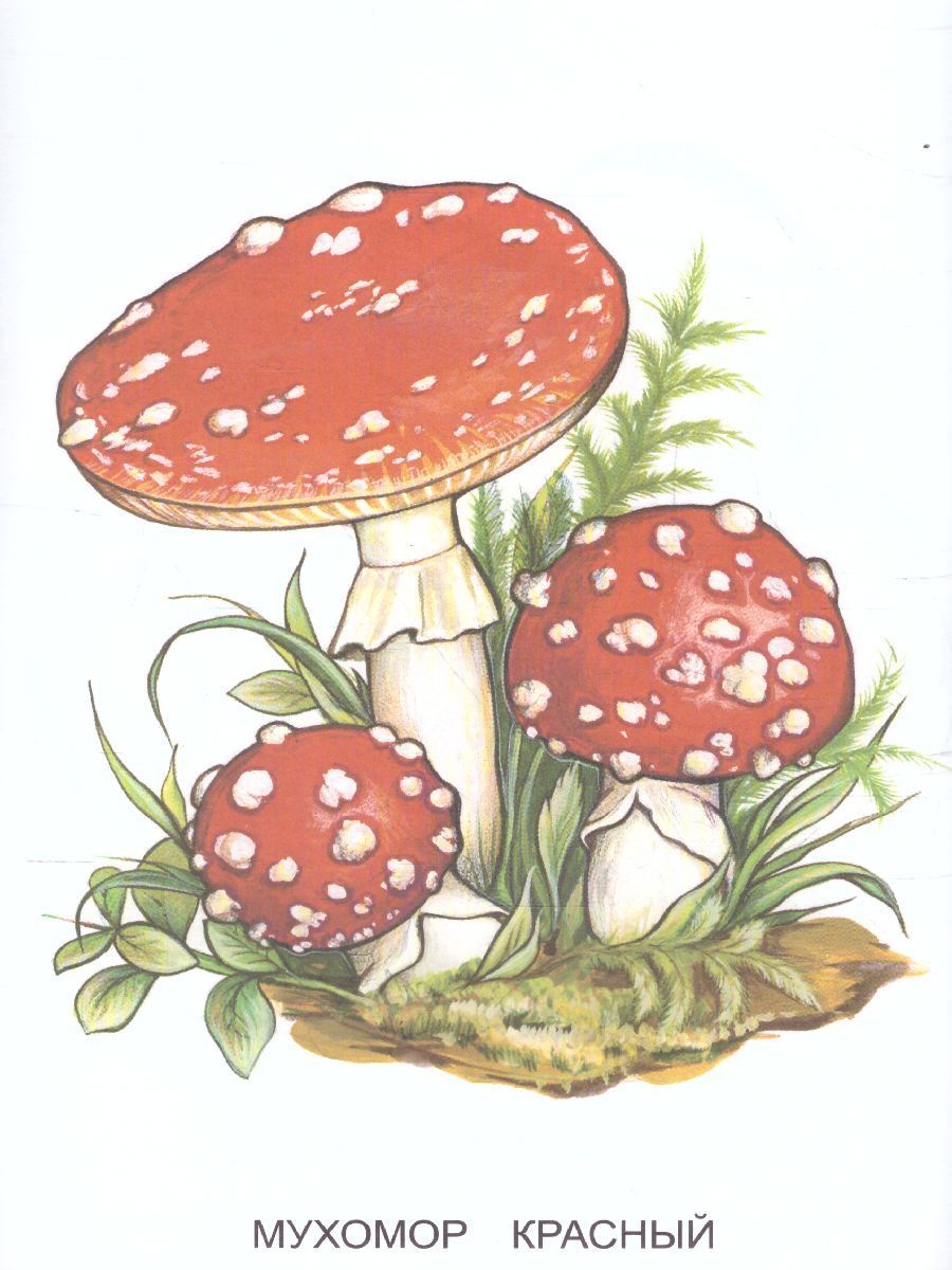 Раскраска Ядовитые грибы