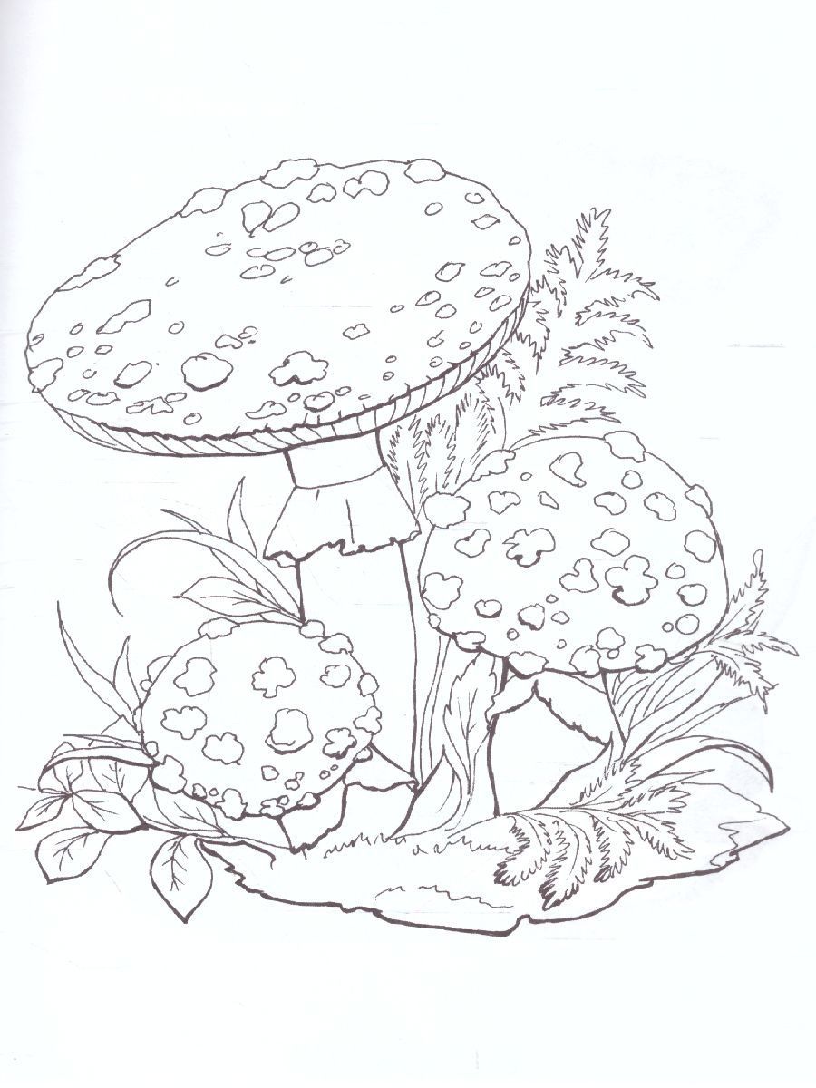 Раскраска Ядовитые грибы