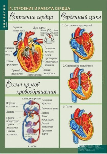 Биология 8-9 класс. Таблицы. Человек. Методическое пособие