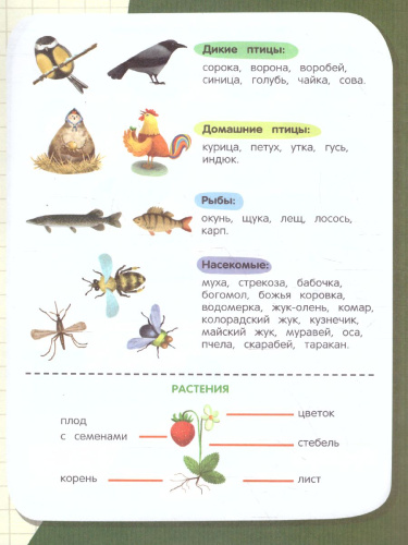 Окружающий мир тетрадь-шпаргалка