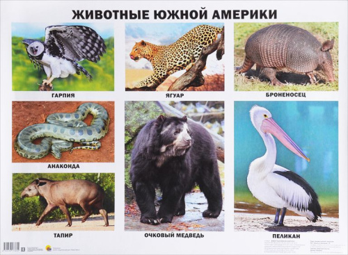 Плакат. Животные Южной Америки