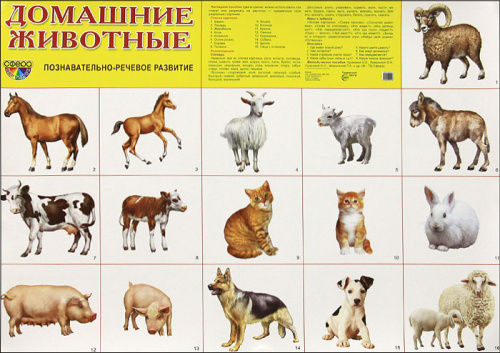 Демонстрационный плакат Домашние животные /А2