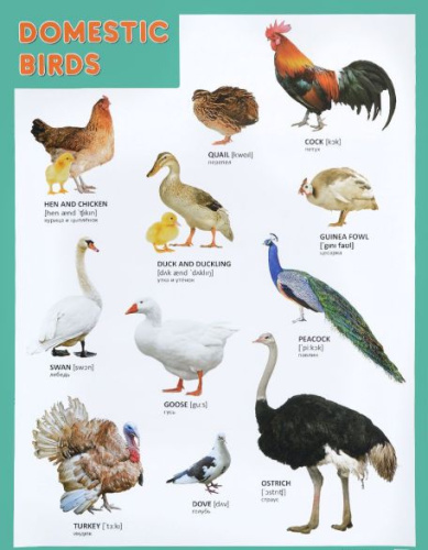 Плакат (английский). Domestic Birds Домашние птицы
