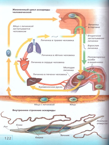 Биология 7 класс. Учебник. ФГОС
