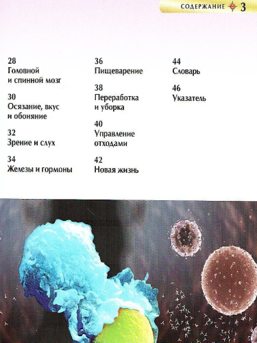 Тело человека (ДЭР)