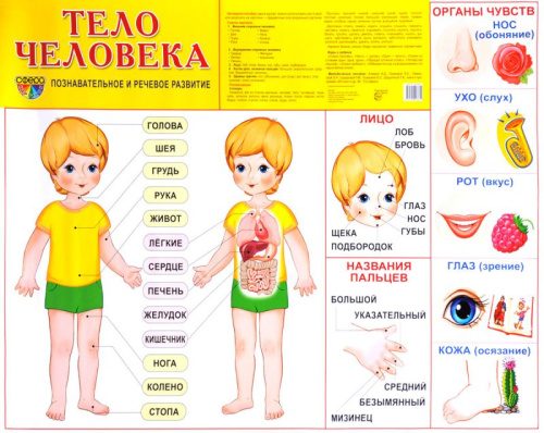 Демонстрационный плакат Тело человека /А2