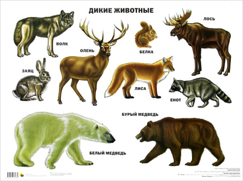 Плакат. Дикие животные