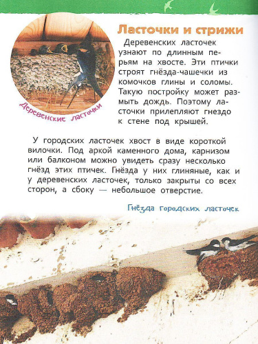 Животные России. Энциклопедия для детского сада
