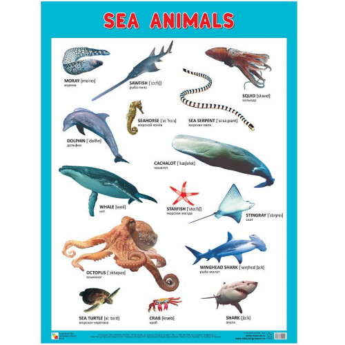 Плакаты Sea Animals (англ) (Морские обитатели) (Мозаика-Синтез)