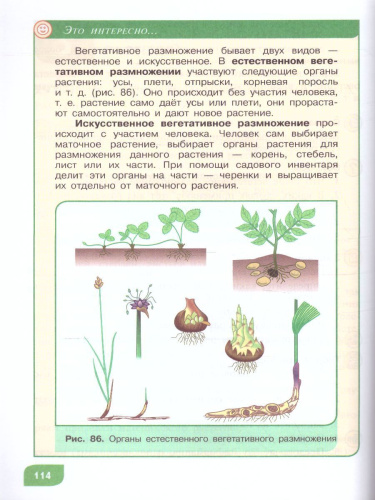 Технология 7 класс. Цветоводство и декоративное садоводство (для обучающихся с тяжёлыми нарушениями речи). Учебное пособие