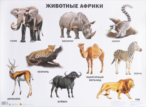 Плакат. Животные Африки