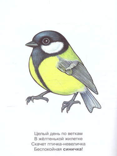 Раскраска Малышок "Птицы"