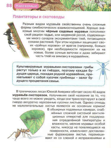 Насекомые