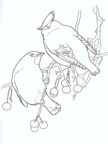 Раскраска "Птицы"