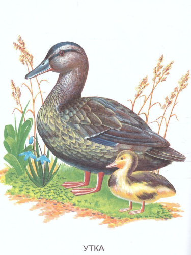 Раскраска "Перелетные птицы"