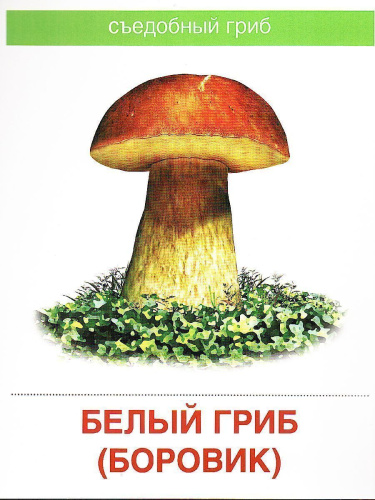 Демонстрационные картинки СУПЕР Грибы съедобные и несъедобные. 16 демонстрационных картинок с текстом. 173х220 мм