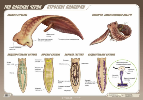 Биология. Тип плоские черви. Строение планарии