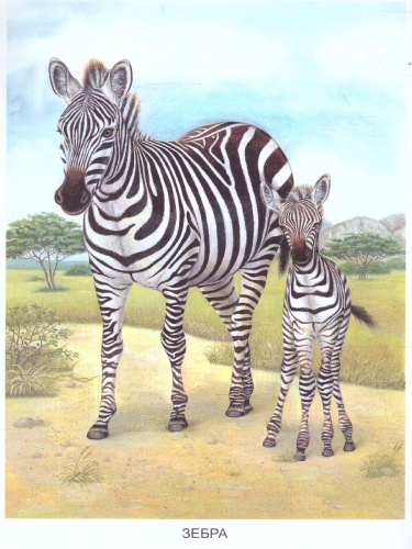 Раскраска "Животные Африки"