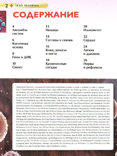 Тело человека (ДЭР)