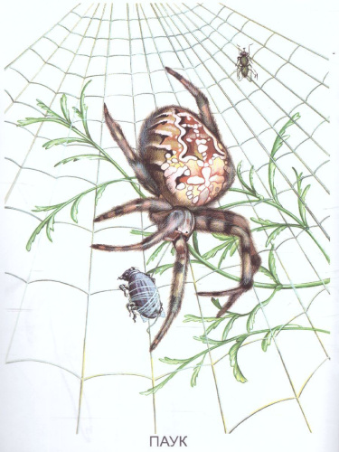 Раскраска "Насекомые-2"