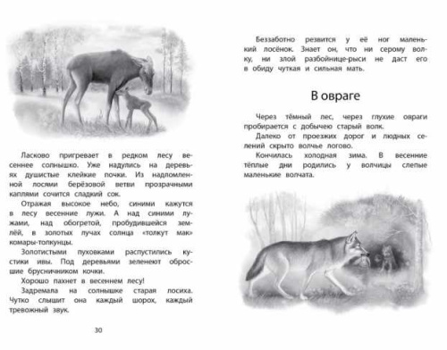 Год в лесу. Рассказы о природе