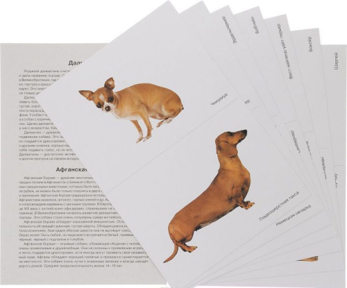 Мир в картинках. Собаки. Друзья и помощники