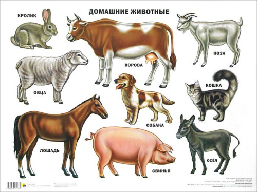 Плакат. Домашние животные