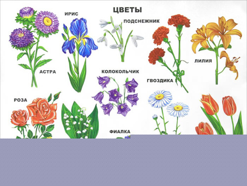 Плакат. Цветы