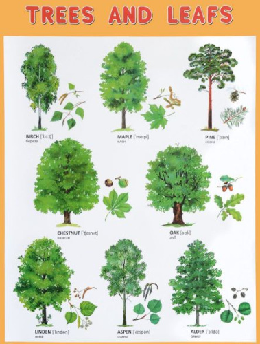 Плакат (английский). Trees and Leafs Деревья и листья
