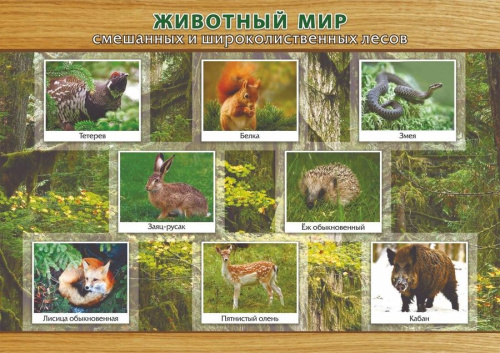 Плакат "Животный мир смешанных и широколиственных лесов"формат А3