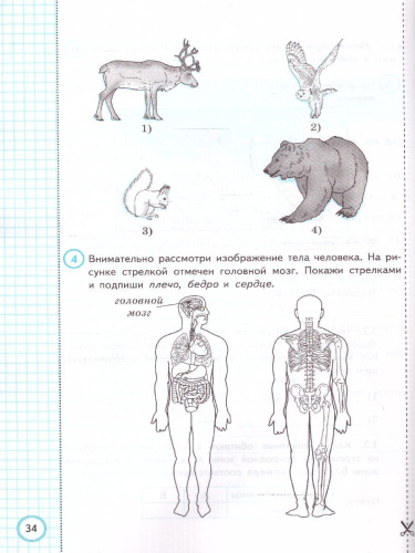 ВПР Окружающий мир 4 класс. 10 вариантов ФИОКО СТАТГРАД. ТЗ. ФГОС
