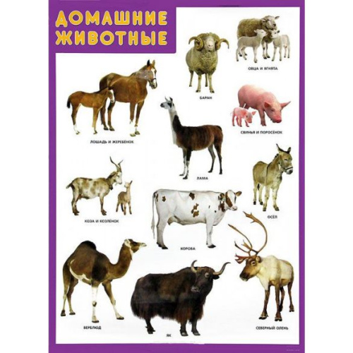 Плакат Домашние животные