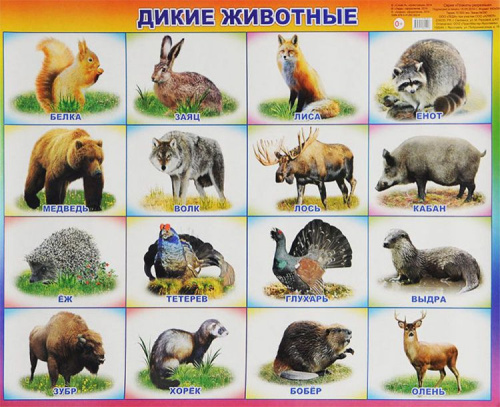 Плакат. Дикие животные. 53х45, бумага