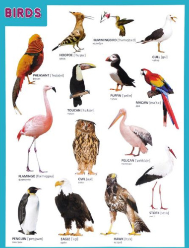 Плакат (английский) BIRDS Птицы