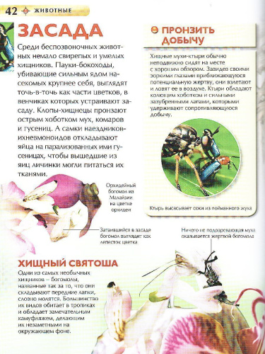 Животные