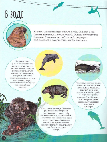 Млекопитающие Удивительный мир животных