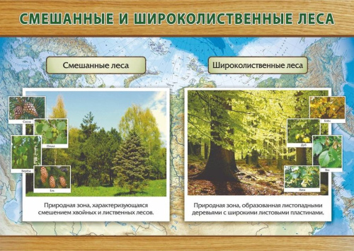 Плакат "Смешанные и широколиственные леса" формат А3