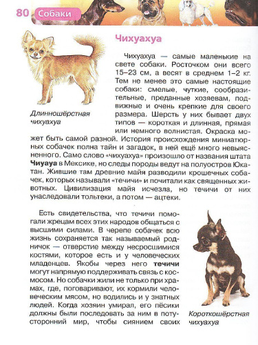 Собаки