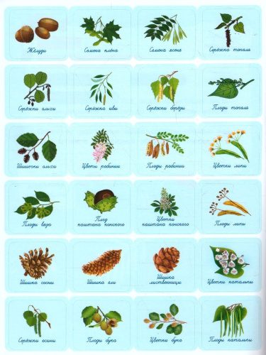 Собирай! Мой гербарий: книжка с наклейками /Мои первые открытия