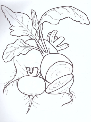 Раскраска "Овощи"