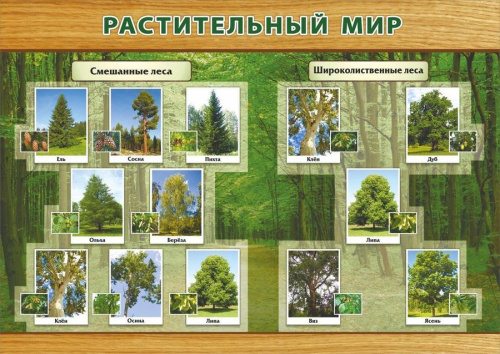 Плакат "Растительный мир смешанных и широколиственных лесов" формат А3