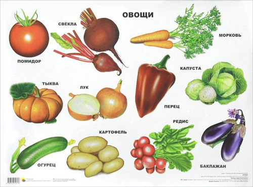 Плакат. Овощи