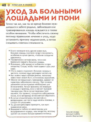 Лошади и пони