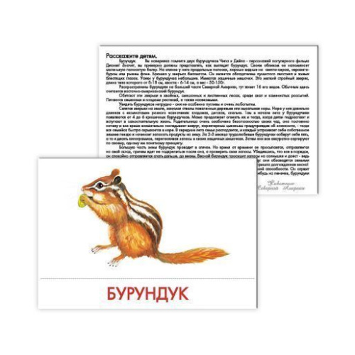 Дидактические карточки "Животные Северной Америки"