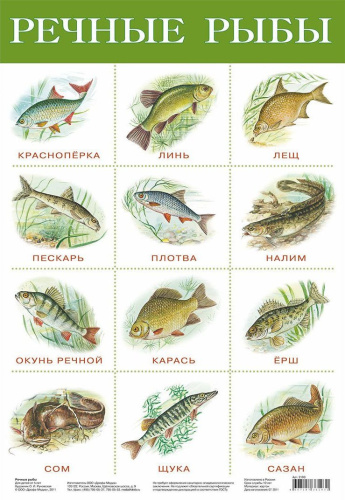 Плакат. Речные рыбы