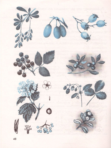 Основы безопасности жизнедеятельности 6 класс. Рабочая тетрадь. ФГОС