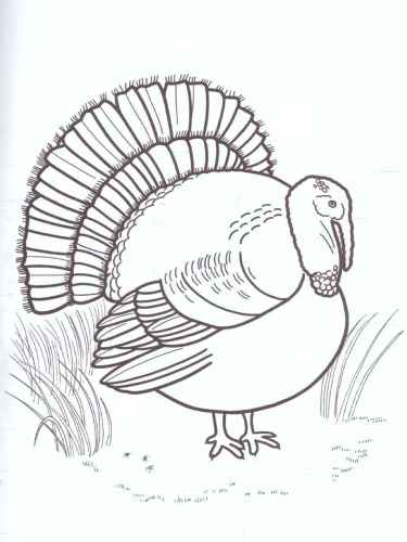 Раскраска "Домашние птицы"