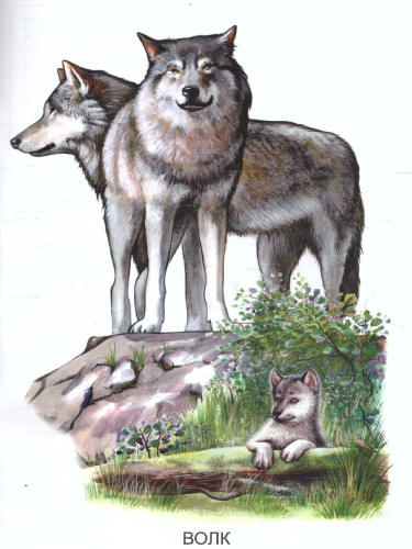 Раскраска "Дикие животные"